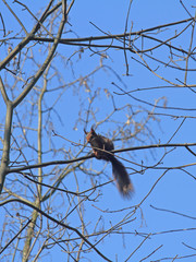 Eichhörnchen