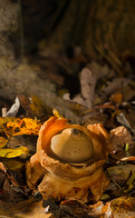 Collared earthstar, a kind of puffball, releasing a cloud of spores
