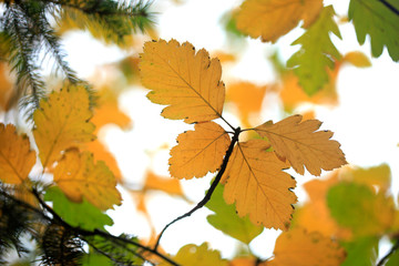 yellow leaves in autumn garden