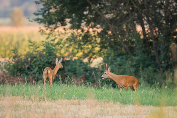 Roebuck - buck (Capreolus capreolus) Roe deer - goat