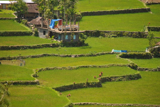Rizi&egrave;res