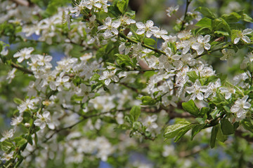 Obstblüten