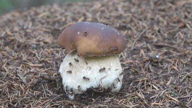 Wonderful mushroom grow on ant hill. Harvest time of mushrooms