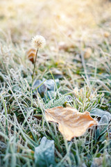 Frozen grass and yellow leaf covered by hoarfrost at sunrise