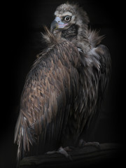 Eurasian Black Vulture