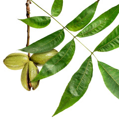 Pecan fruits on a branch. Isolated on a white background 