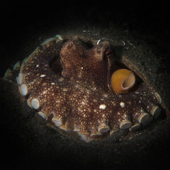 Coconut octopus (Amphioctopus marginatus). Underwater picture was taken in Lembeh Strait, Indonesia