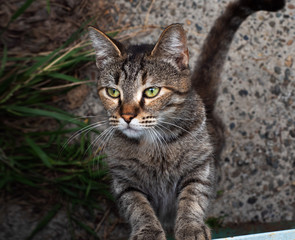 A beautiful street cat with green eyes stood on its hind legs