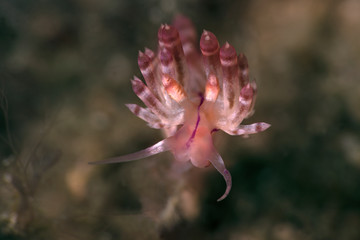 Naklejka premium Nudibranch Flabellina rubrolineata. in Lembeh, Indonesia