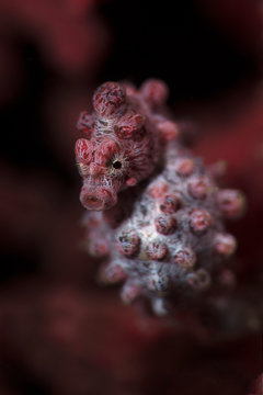 Pygmy seahorse  also known as Bargibant's seahorse (Hippocampus bargibanti). Underwater macro photography from Lembeh, Indonesia