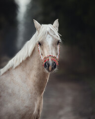 beautiful welsh pony with red and gold halter in forest in autumn - obrazy, fototapety, plakaty