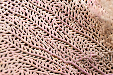 natural coral pattern texture background