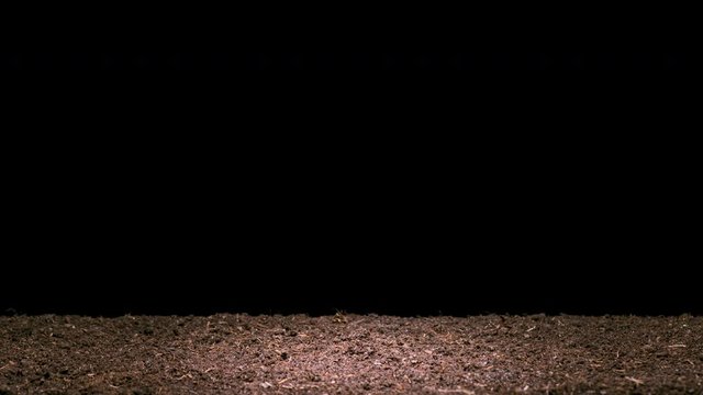 4K Time Lapse of growth bean sprout. Bean seed growing on black background. Time-lapse plant growth. Germination seeds sprouting springtime. Bean seedling breaking through soil and growing.