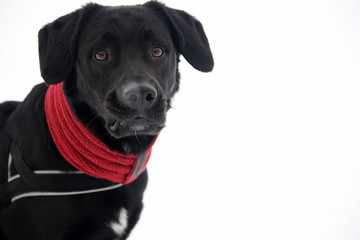 Hund verträumt im Schnee