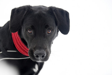 Hund verträumt im Schnee
