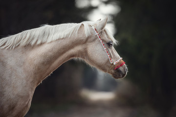portrait of beautiful welsh pony with red and gold halter in forest background in autumn