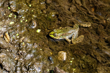 walking on the bottom of the frog in the river