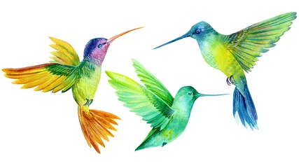 aquarellillustration, gesetzter schöner tropischer vogel, kolibris im lokalisierten weißen hintergrund © Hanna