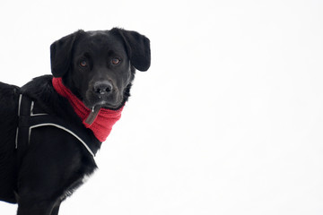 Hund verträumt im Schnee