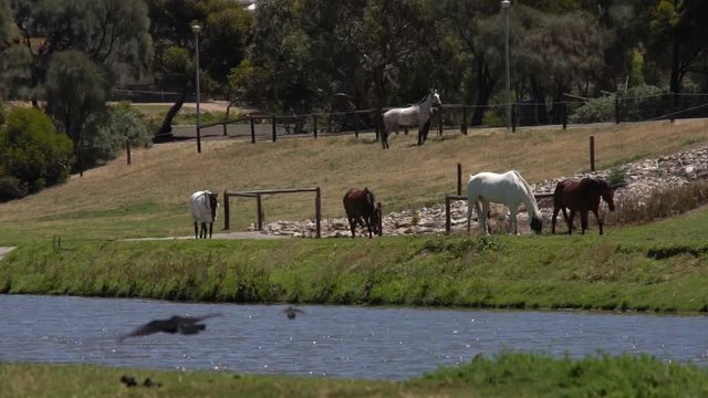 multiple horses walking near the lake on a bright sunny day