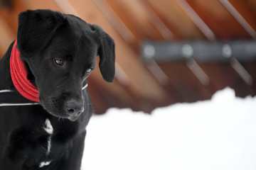 Hund verträumt im Schnee