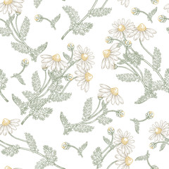 Chamomile flowers and leaves seamless pattern. Medical gerbs hand drawn. Vector illustration vintage.
