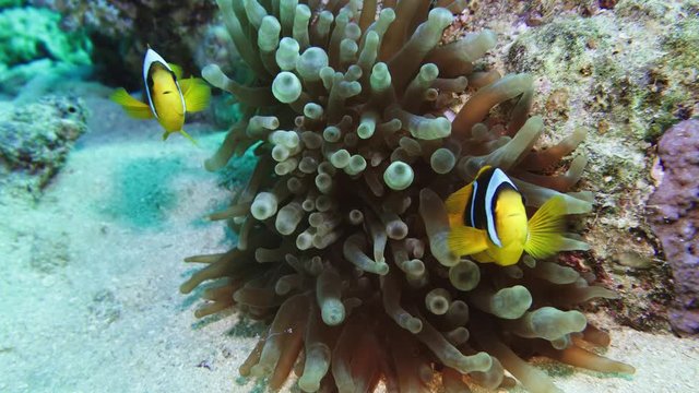Nemo clown fish in the anemone on the colorful healthy coral reef. Anemonefish nemo couple swimming underwater. Red Sea 4K
