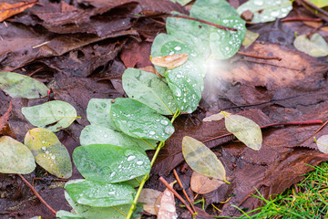 dry and green leaves on the ground with dew drops