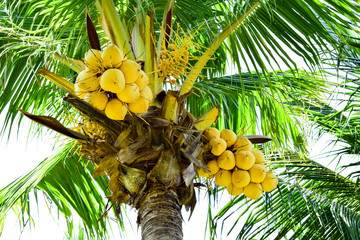 coconut on palm tree