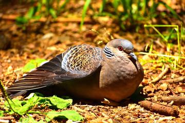 くつろぐ鳩
