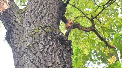 Wood and squirrel