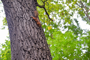 Wood and squirrel