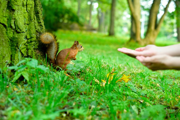 Wood and squirrel