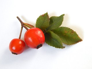 Red rosehip berry on a twig. Ripe rosehip berries isolated on a white background.
