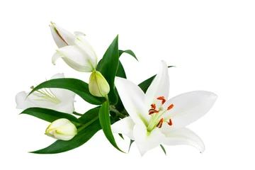 Fototapete Lilie Weiße Lilienblüten und -knospen mit grünen Blättern auf weißem Hintergrund isoliert in der Nähe, Lilienbündel, eleganter Blumenstrauß, Lilienblumenmuster, romantische Urlaubsgrußkarte, Hochzeitseinladungsdesign