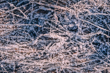 winter texture grass in snow and ice