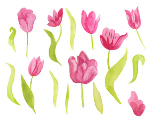 A set of cute pink watercolor tulips with leaves. Clipart collection of botanical spring flowers on white isolated background hand drawn. Design for weddings, gift cards, textiles and stickers.