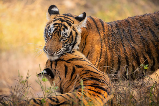 Amazing tiger in the nature habitat. Tigers pose during the golden light time. Wildlife scene with danger animal. Hot summer in India. Dry area with beautiful indian tiger. Panthera tigris.