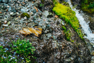 Scenic background with clear spring water stream among thick moss and lush vegetation. Mountain creek on mossy slope with fresh greenery and many small flowers. Colorful backdrop of rich alpine flora.