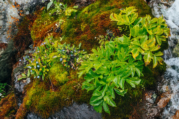 Scenic background with clear spring water stream among thick moss and lush vegetation. Mountain creek on mossy slope with fresh greenery and many small flowers. Colorful backdrop of rich alpine flora.