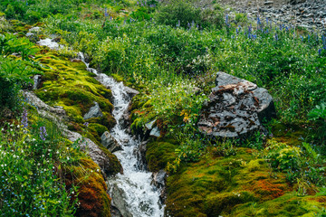 Scenic landscape with clear spring water stream among thick moss and lush vegetation. Mountain creek on mossy slope with fresh greenery and many small flowers. Colorful scenery with rich alpine flora.