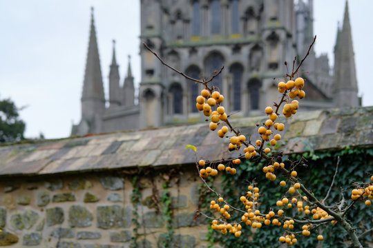 Winter yellow berries seen on a small garden bush, adjoining to an old stone built wall. In the background is a large, English cathedral.