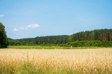 Wiosna polana las łąka droga © Dariusz