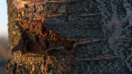 a cherry trunk close up