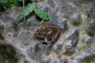 frog