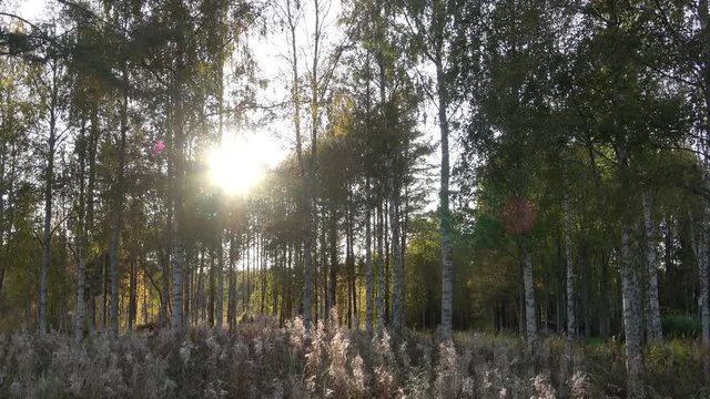 Zoom in to white birch trees in summer forest. Birch tree forest in morning light with sunlight. sun shines through the tree tops. outside of Umea city, Vasterbotten, Northern Sweden