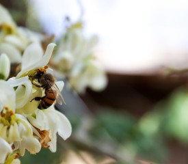 bee on flower