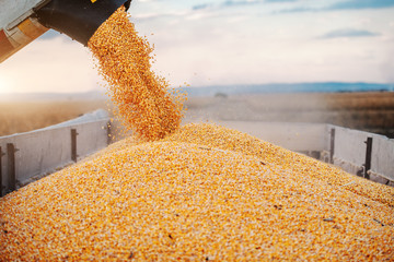 Machine for separating corn grains working on field and filling tractor trailer with corn. Autumn time. Husbandry concept.