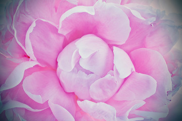 macro de una flor peonia rosa abierta 