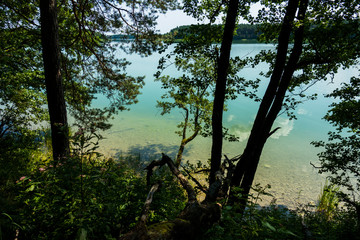 Jezioro lazurowe las turkusowe drzewa plaża wdzydze - obrazy, fototapety, plakaty